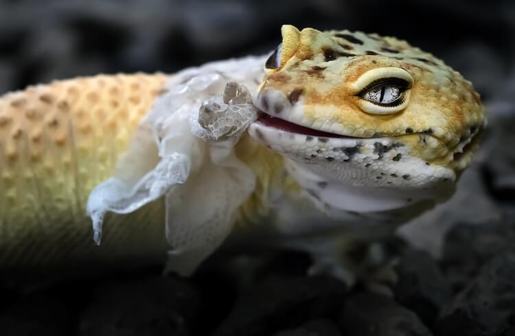 Leopard Gecko Eating Its Skin