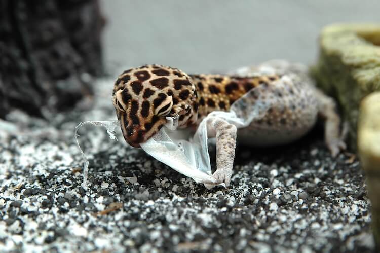 Leopard Gecko Shedding Social