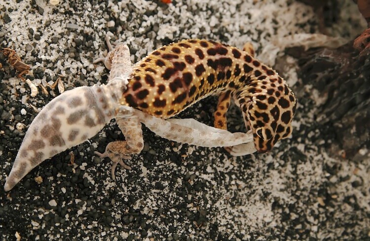Leopardgecko-Ausscheidung