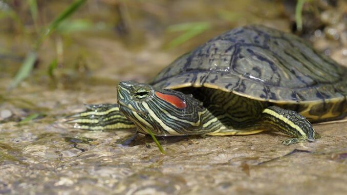 What Do Red-Eared Sliders Eat
