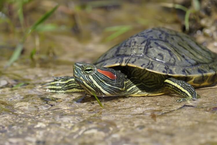 What Do Red-Eared Sliders Eat