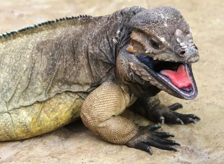 Open-mouthed Rhino Iguana