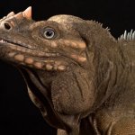 Rhino Iguana Close-up
