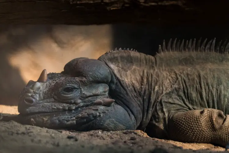 Sleepy Rhino Iguana