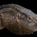 black throated monitor close up