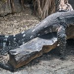 black throated monitor laying across a log