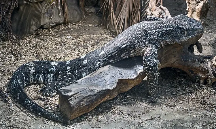 black throated monitor laying across a log