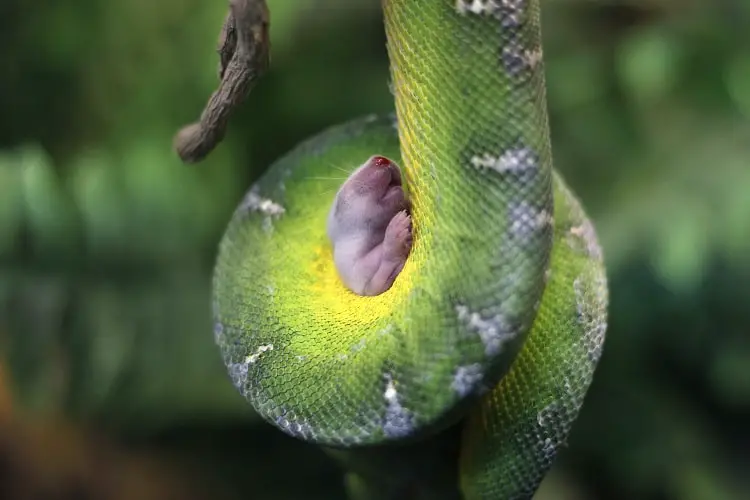 emerald tree boa with baby mouse for food