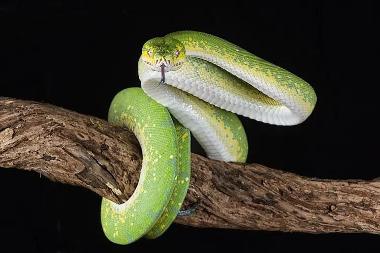 green tree python snake on attack