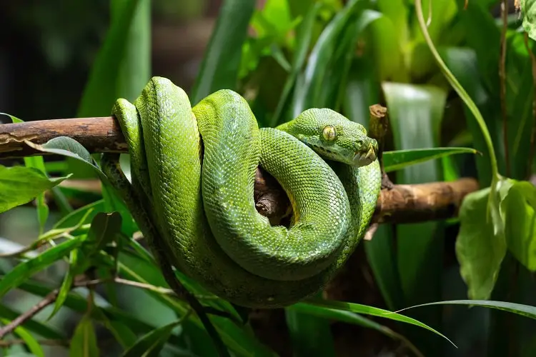 green-tree-python-on-tree