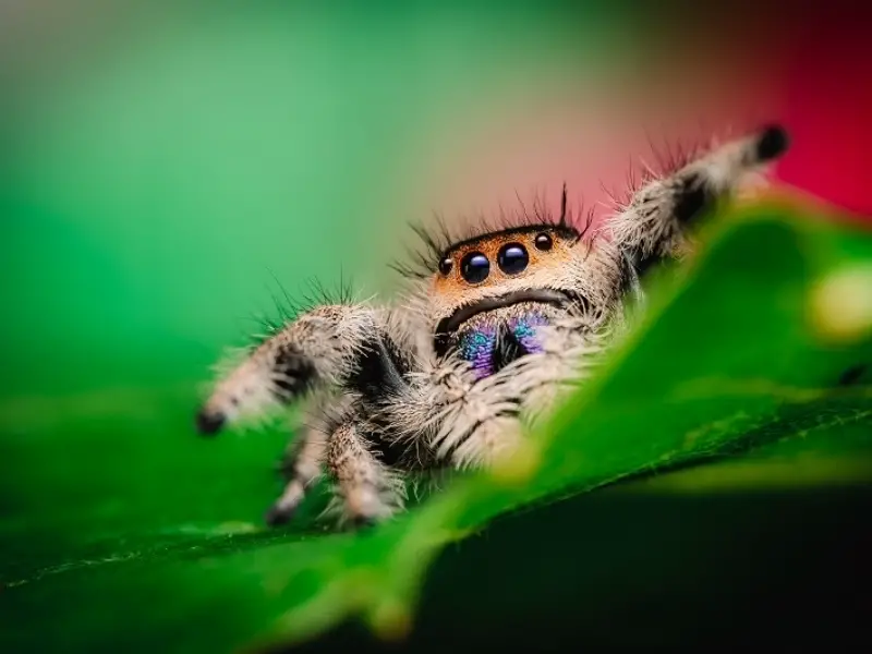 Female Regal Jumping Spider