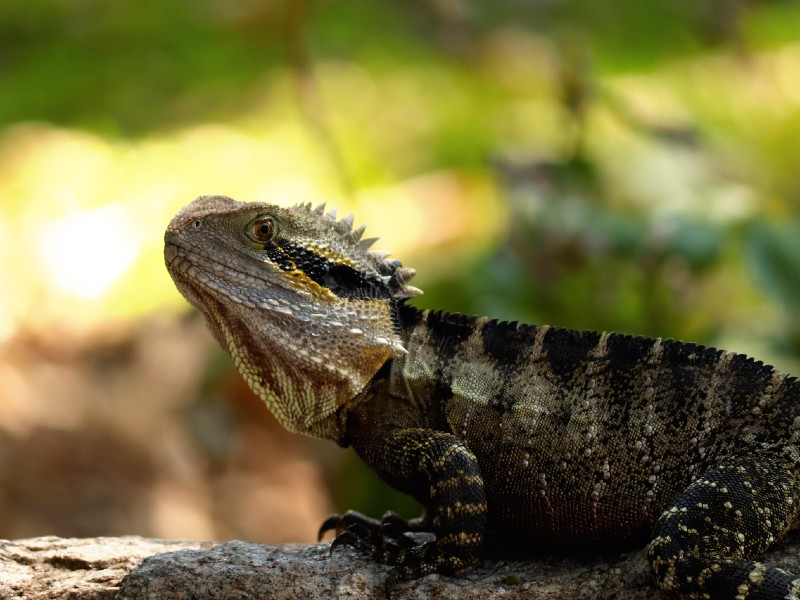 Australian Water Dragon: The Guide - Everything Reptiles
