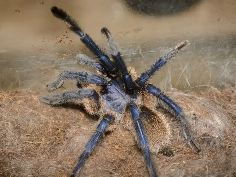 cobalt tarantula