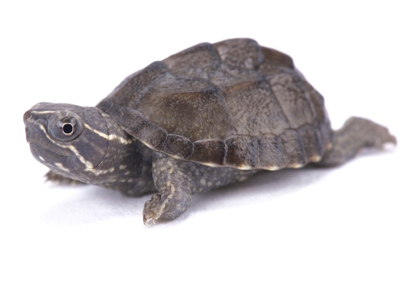 Common Musk Turtle: The Complete Care Guide - Everything Reptiles