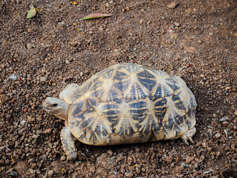 Indian tortoise 1