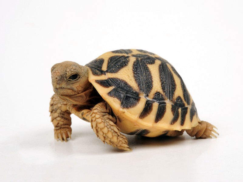 Indian tortoise 2