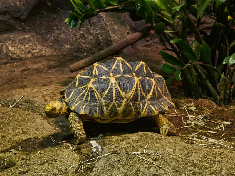 Indian tortoise