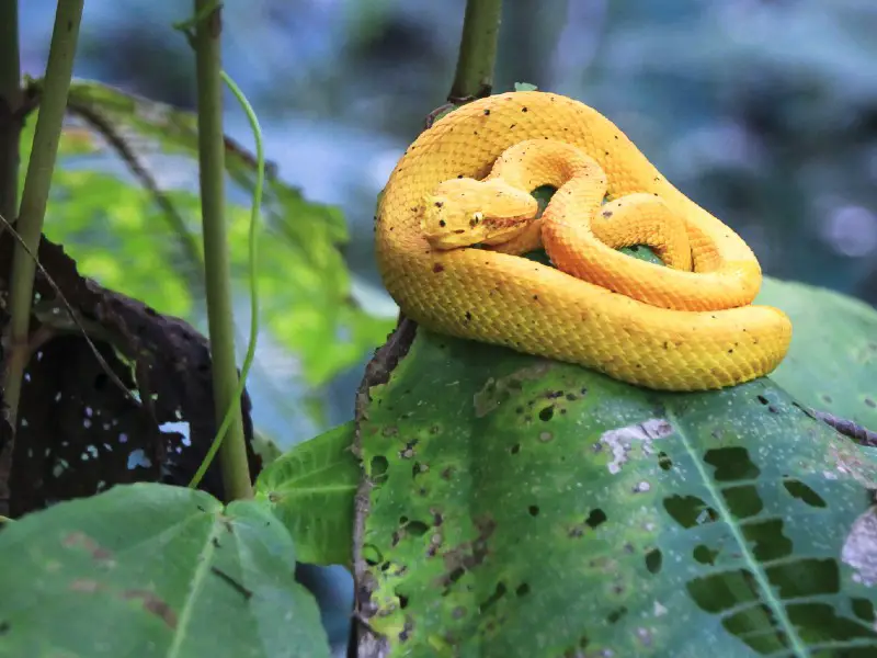 eyelash snake