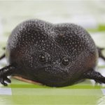 Black Rain Frog