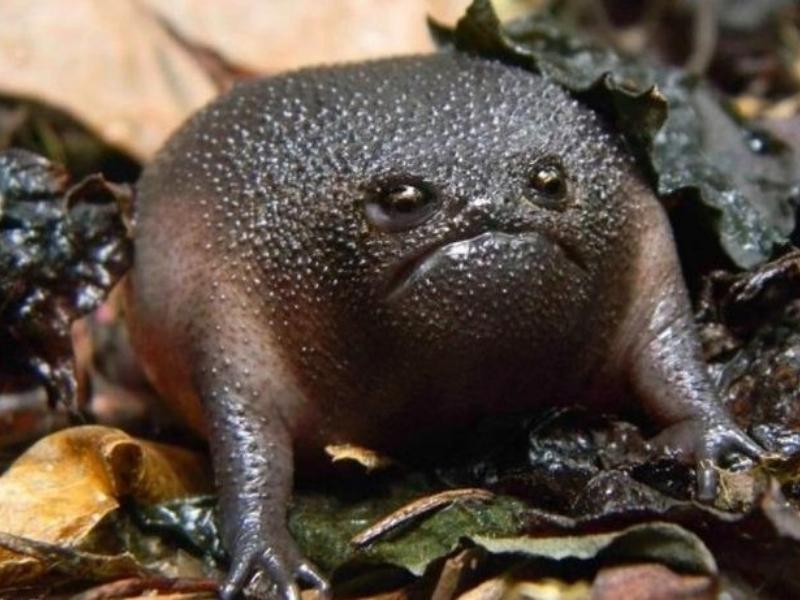 Black Rain Frog appearance and Behavior