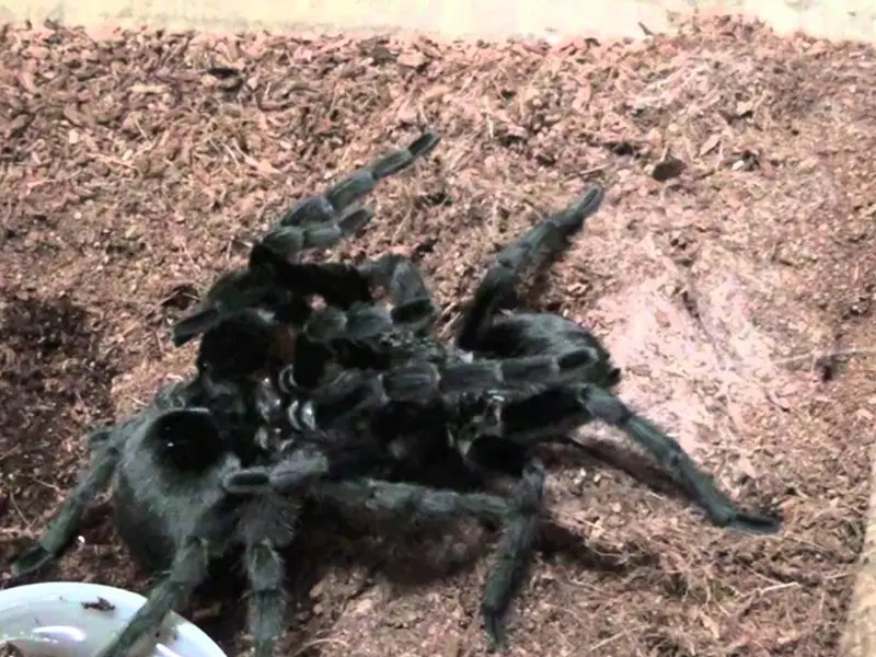 Brazilian Black Tarantula mating