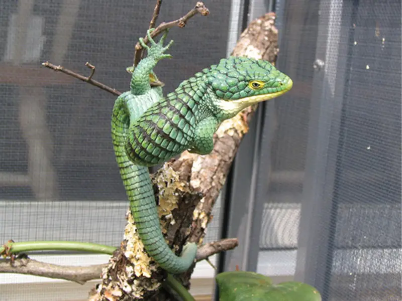 Housing Mexican Alligator Lizards