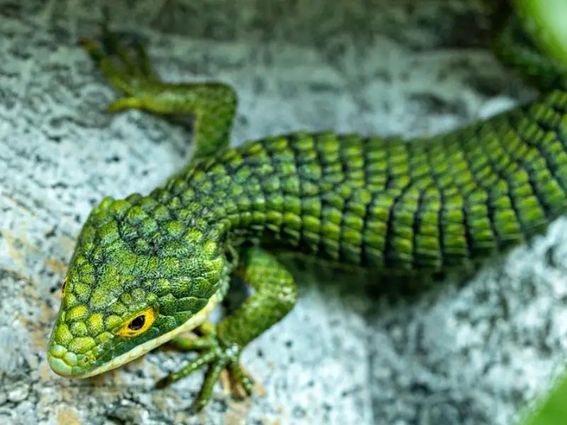 Mexican Alligator Lizard Appearance