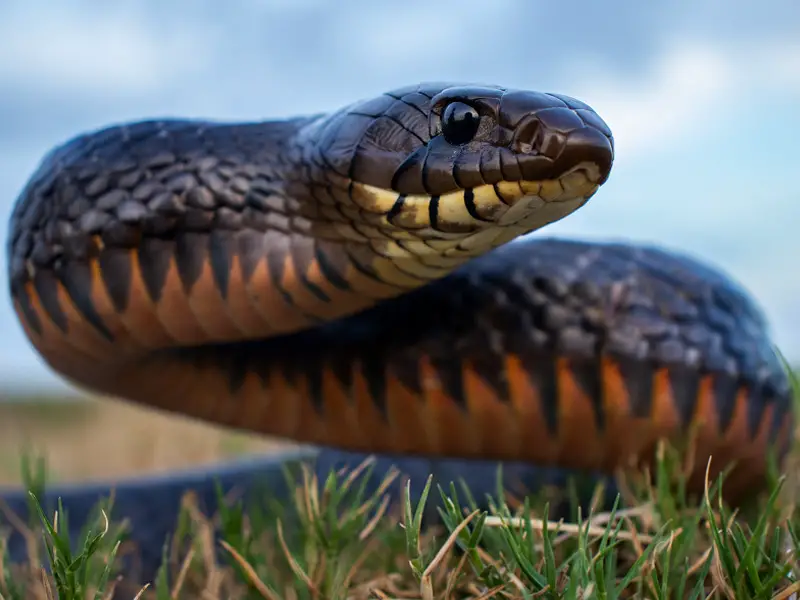 eastern indigo snake Appearance and Behavior