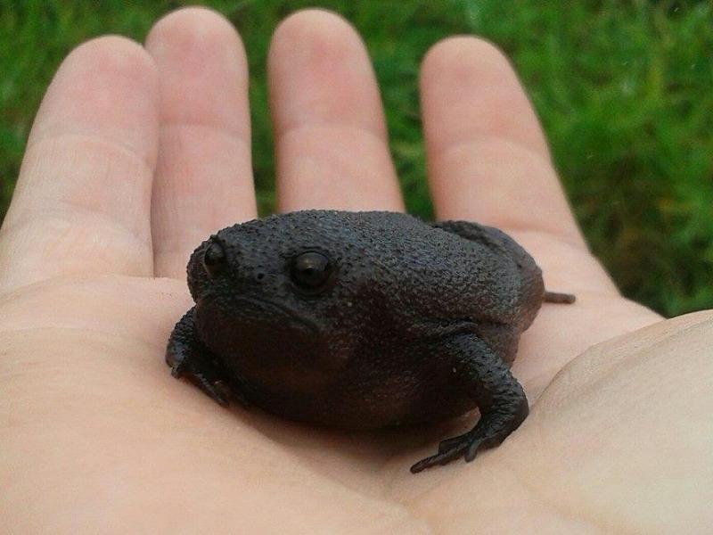 black Rain Frog Care