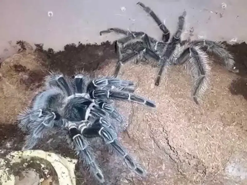 male and female Lasiodora Parahybana trying to mate