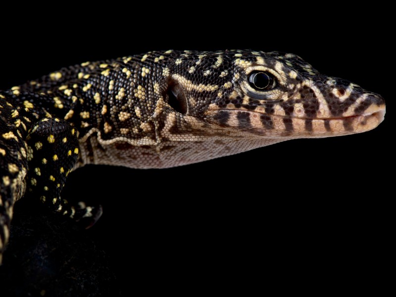 Mangrove Monitor