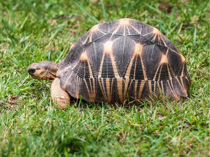 Radiated Tortoise walking in the grass