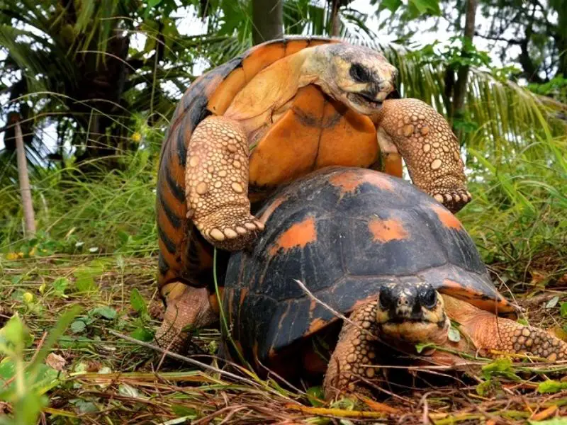 Radiated Tortoise mating