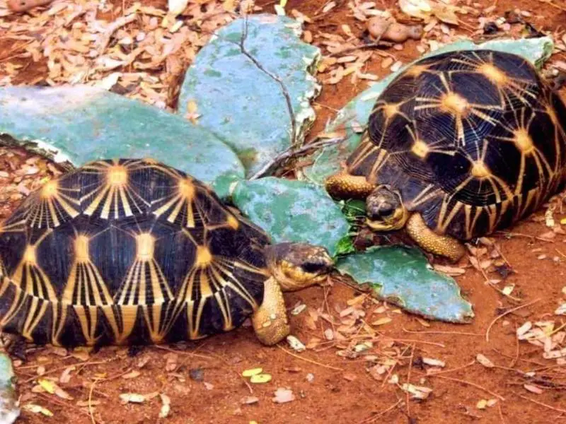 Radiated Tortoise eating cactus