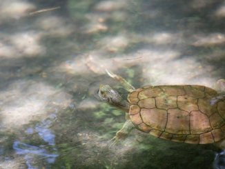 swimming River Cooter