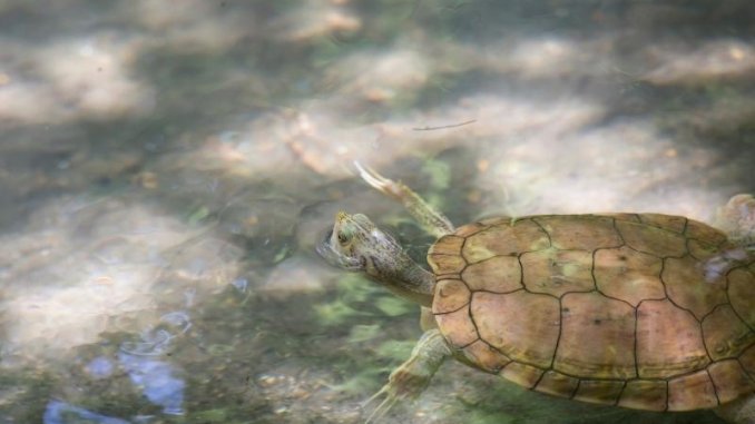 swimming River Cooter