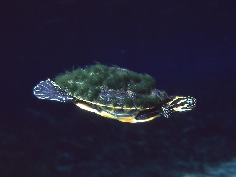river cooter swims under water