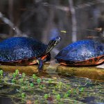 Red-billed cooter turtles enjoying a sunny afternoon