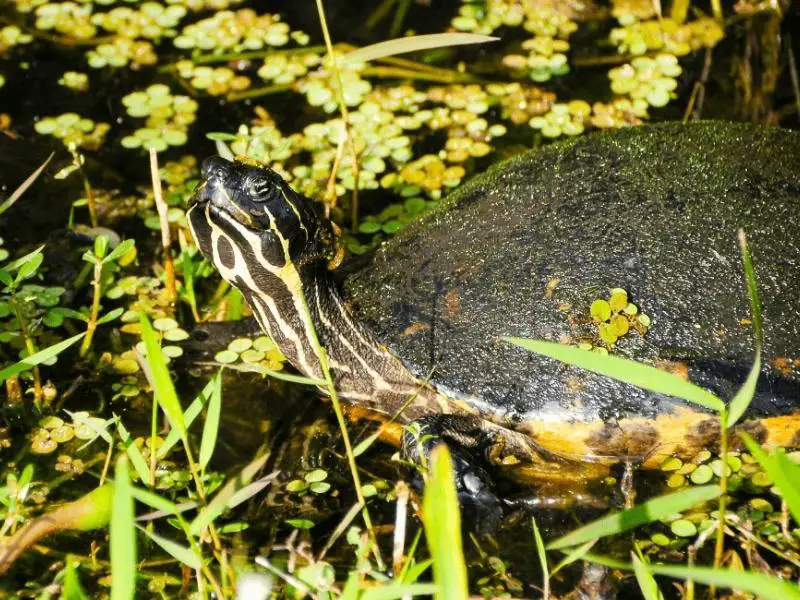 peninsula cooter turtle basking in the river