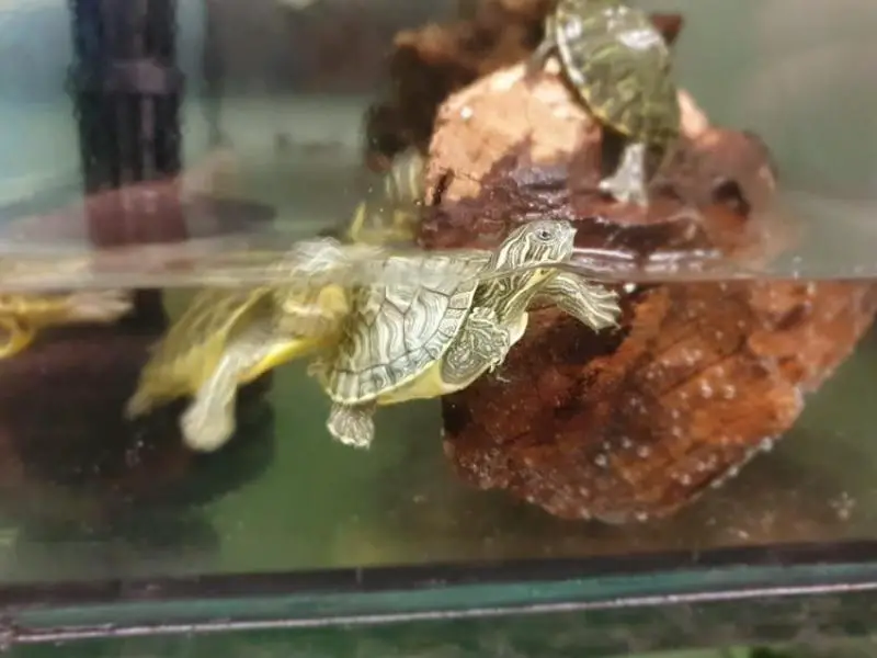 baby river cooter in side tank