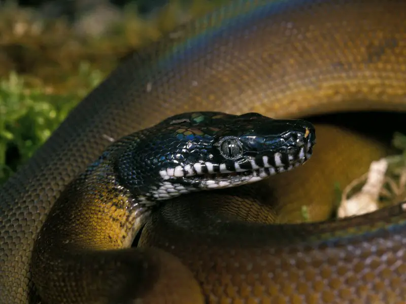 White Lipped Python