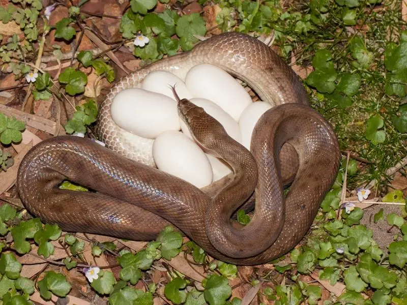 Children's Pythons with its egg