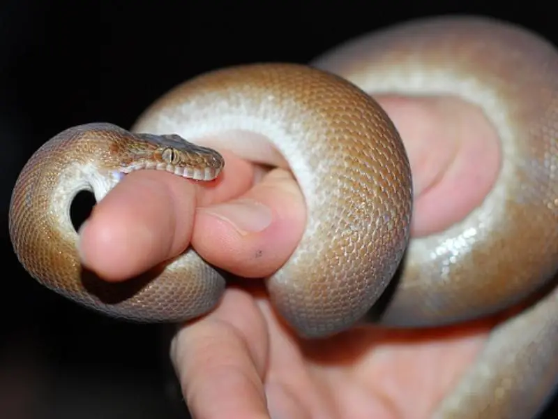 Children's Pythons biting care taker finger