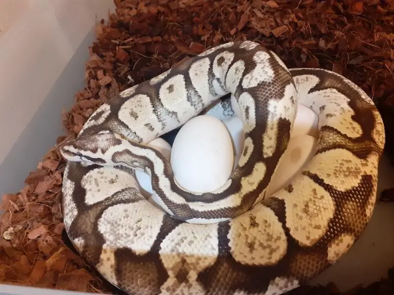 Firefly Ball Python newly laid egg
