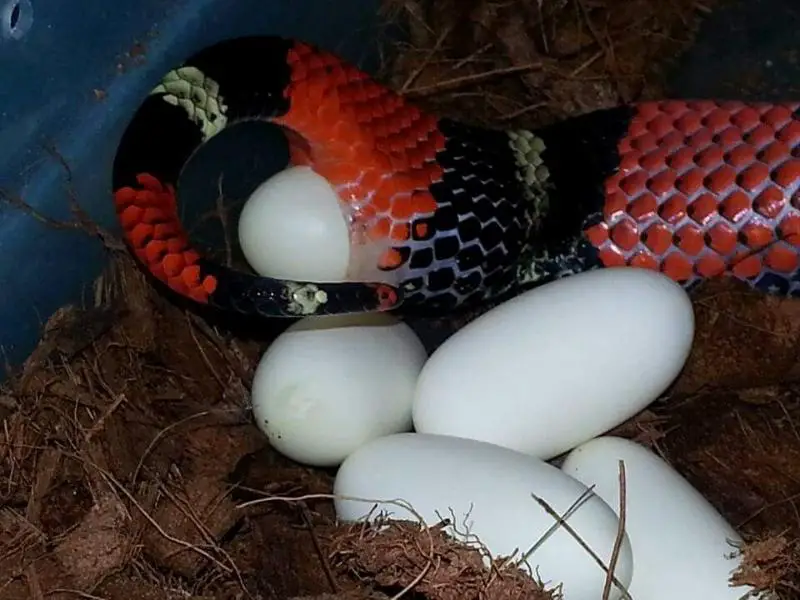 Tricolor Hognose laying egg