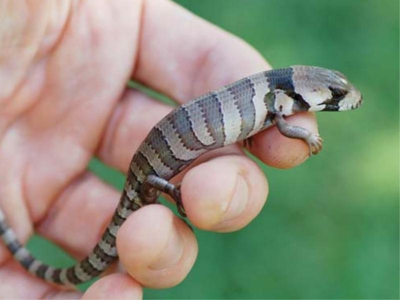 Baby Pink Tongue Skink on hands