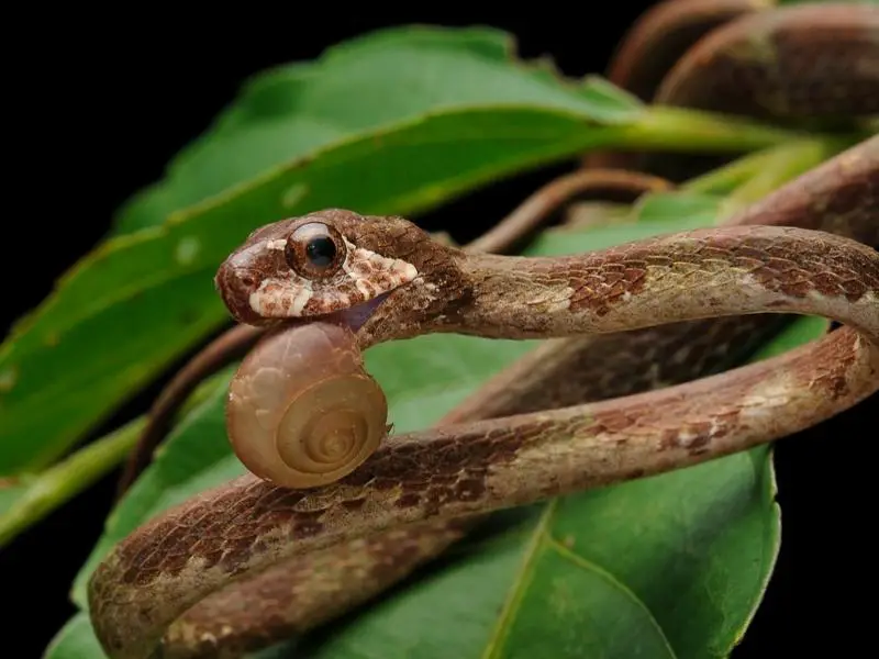 Blunt-Headed Tree Snake Care