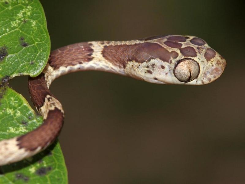 Blunt-Headed Tree Snake appearance