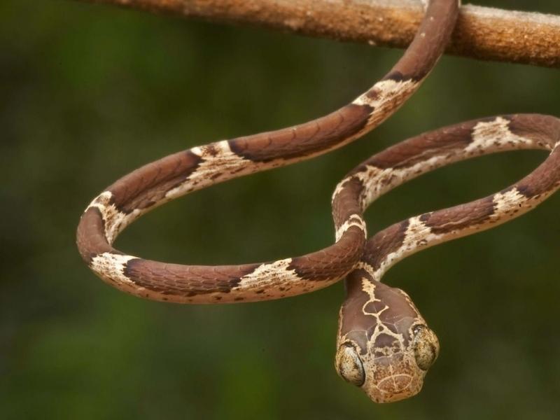 Choosing Blunt-Headed Tree Snake