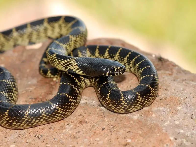 Desert Kingsnake